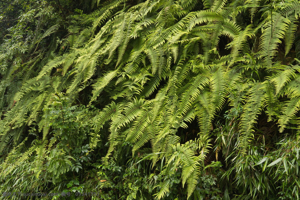 蕨类植物 植物 蕨类 雨林 热带雨林 树丛 树叶 叶子 丛林 自然环境 自然生态景观 植物写真 自然景观 花草 生物世界