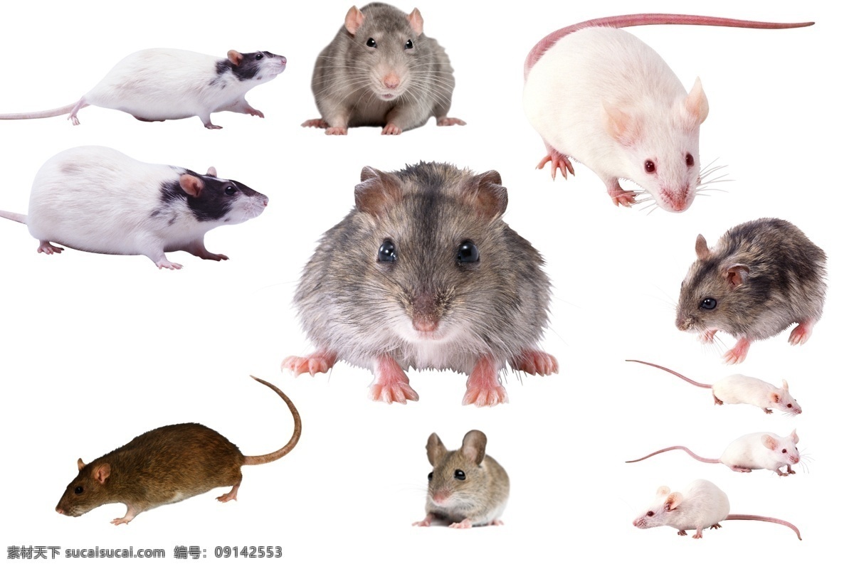 透明素材 png抠图 耗子 可爱老鼠 哺乳动物 猫和老鼠 白老鼠 黑老鼠 非 原创 透明 合 辑 分层