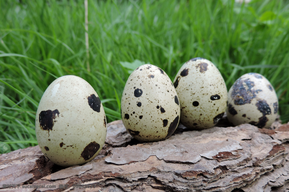 鹌鹑蛋 蛋 鹑鸟蛋 鹌鹑卵 quail egg 鹌鹑