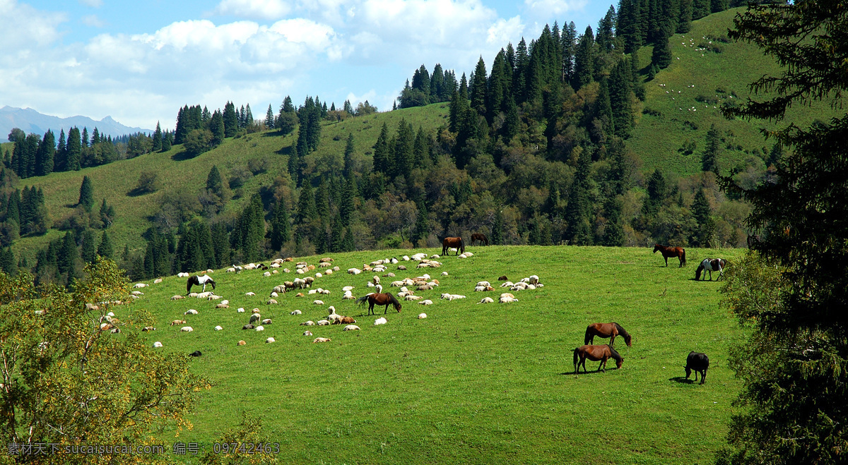 那拉底草原 新疆 那拉底 草原 森林 马群 羊群 放牧 新疆风光 自然风景 旅游摄影