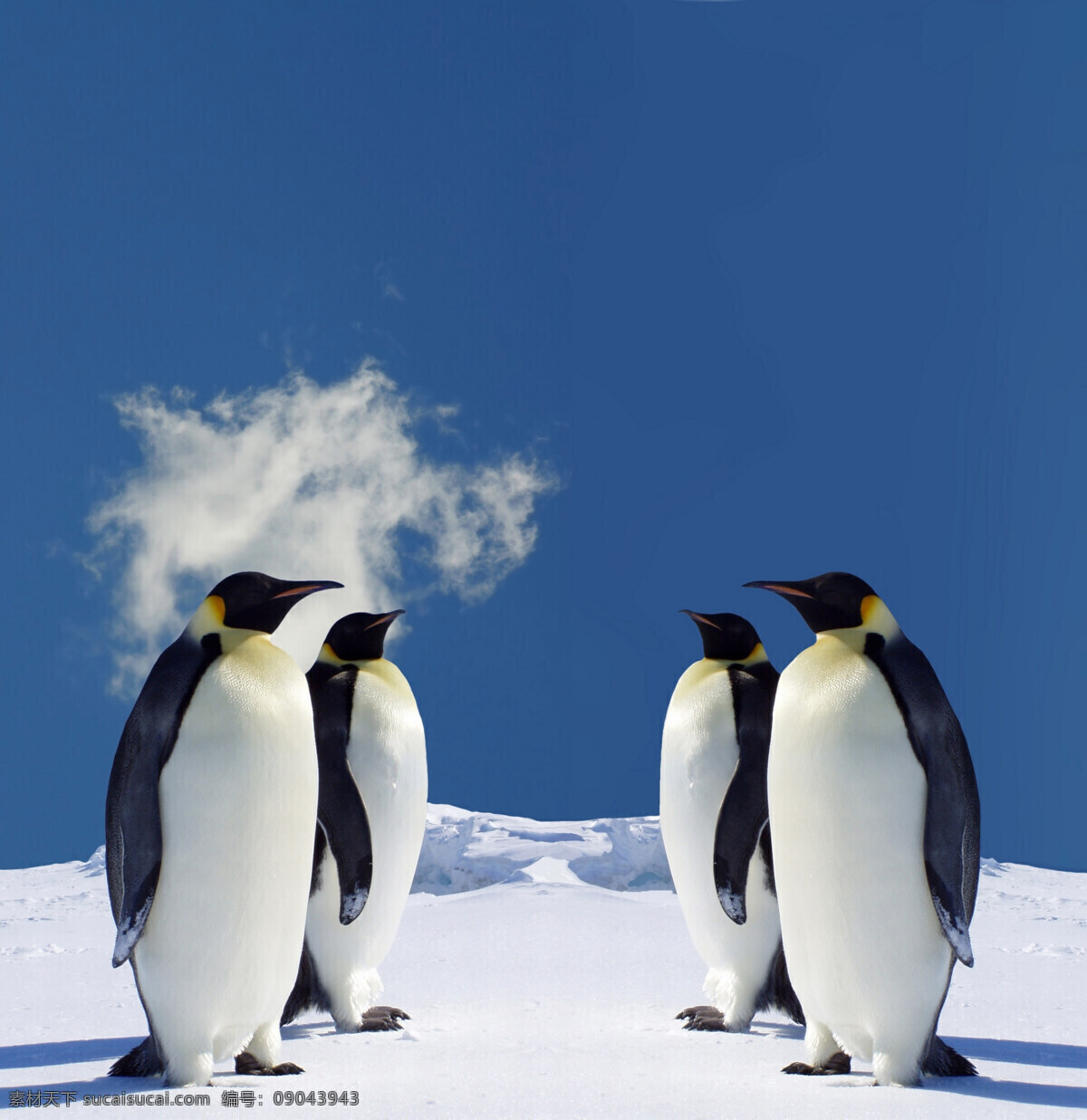 企鹅 南极 冰山 南极企鹅 企鹅素材 背景