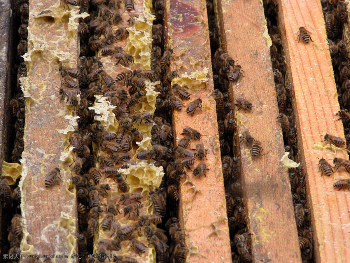 蜂蜜 蜜蜂 昆虫 生物世界 黑色