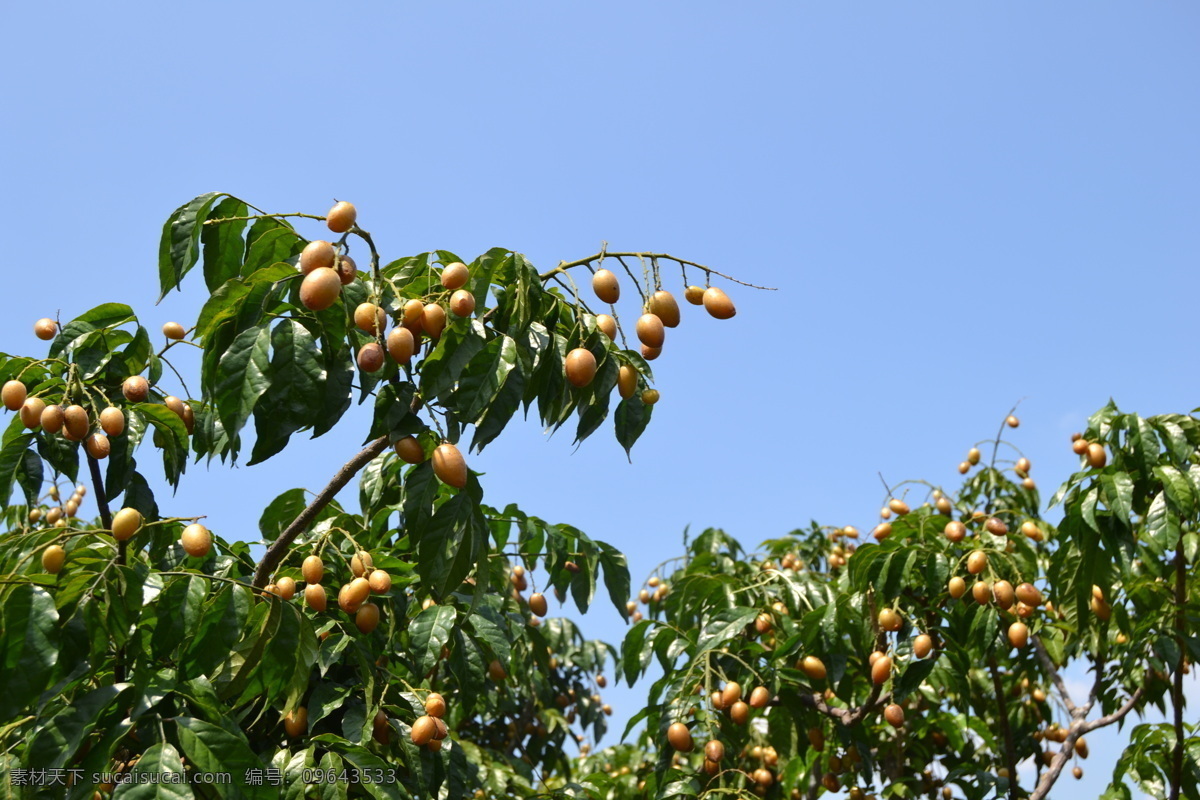 水果 岭南水果 黄皮果 黄皮果树 风景素材 生物世界