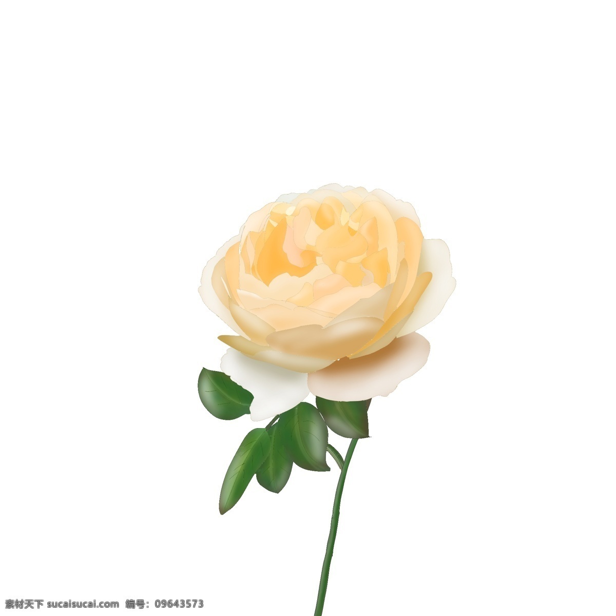 黄色 玫瑰花 月季 叶子 浪漫 情人节 婚礼 元素 花朵 免抠