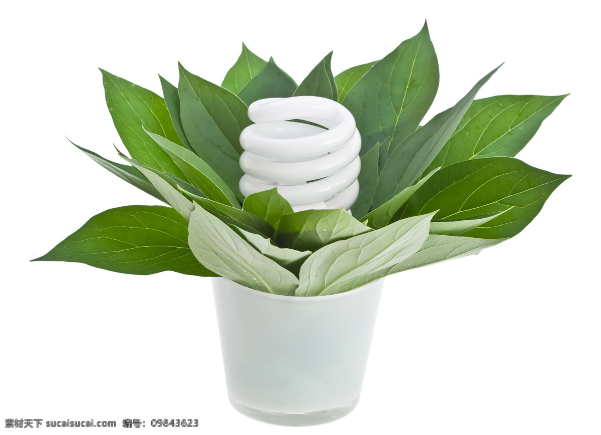 灯泡免费下载 玻璃 灯泡 电灯泡 节能灯 绿叶 盆栽