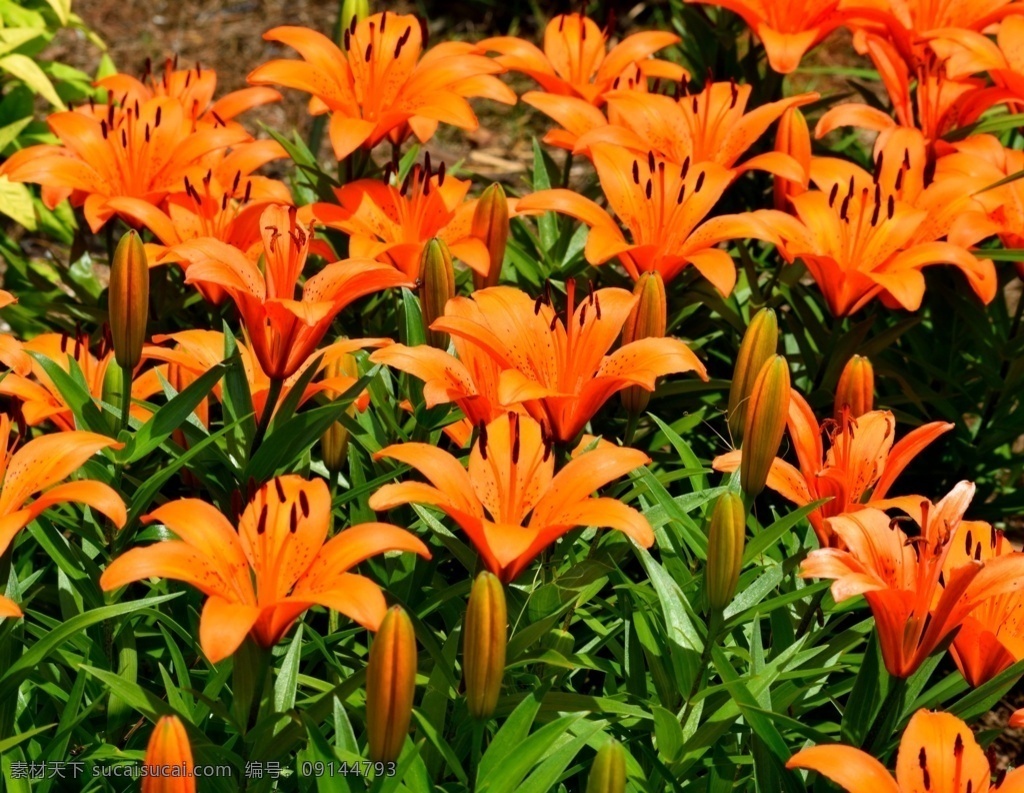盛开 百合花 盛开的百合花 花朵 花瓣 花卉 鲜花 花朵素材 花卉摄影 红色花瓣 观赏花朵 花之物语 娇艳的鲜花 画册图片 宣传用图 美丽的鲜花 生物世界 花草