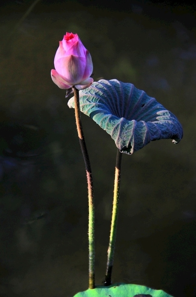 特写照片 粉 莲花图片 玫瑰 莲花 芽 炒面 佛教 绿色 荷叶 花草 支架 意境 自然 植物 花 荷花 花头 花瓣 荷花睡莲 自然之美 池塘 树叶 开花植物 新鲜 脆弱 特写 漏洞 生长 前景聚焦 花序 没有人 植物茎 粉色 白天 植物部分 紫色 生物世界