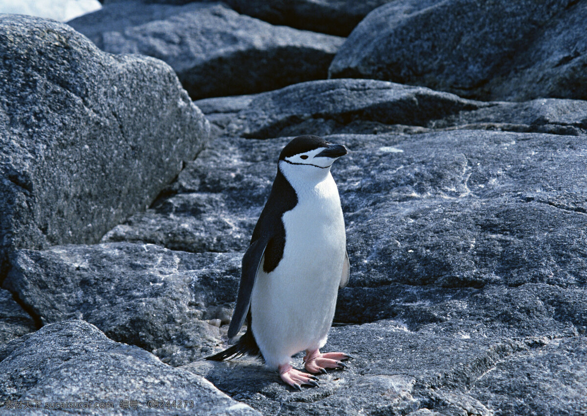 可爱企鹅 动物世界 生物世界 企鹅 南极动物 水中生物 黑色