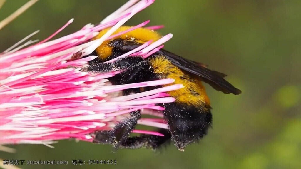 视频 实拍视频 视频素材 采 蜜 小 蜜蜂 小蜜蜂视频 小蜜蜂 采蜜 花朵