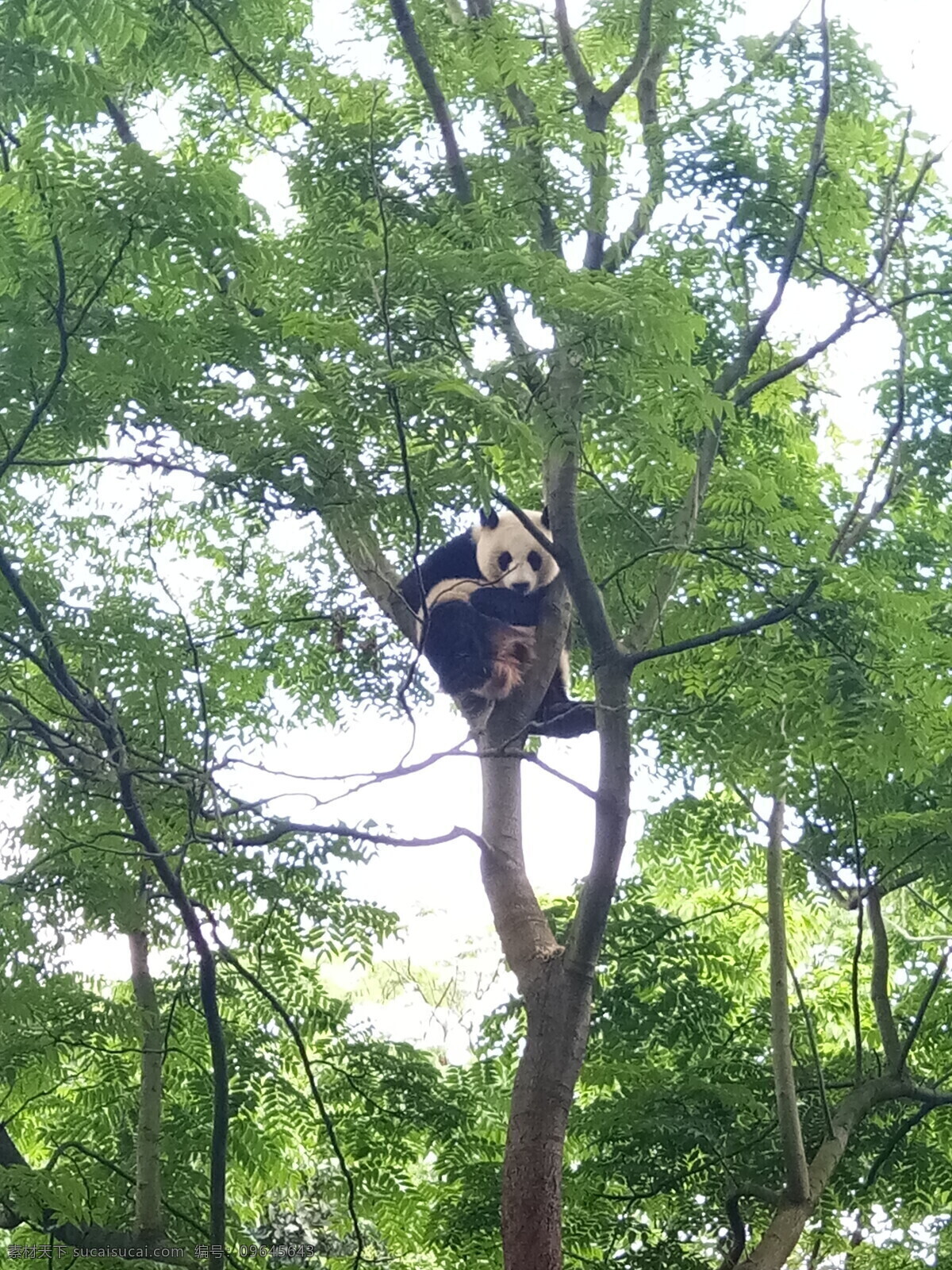 圆滚滚熊猫 大熊猫 成都 爬树 月亮产房 可爱 生物世界 野生动物