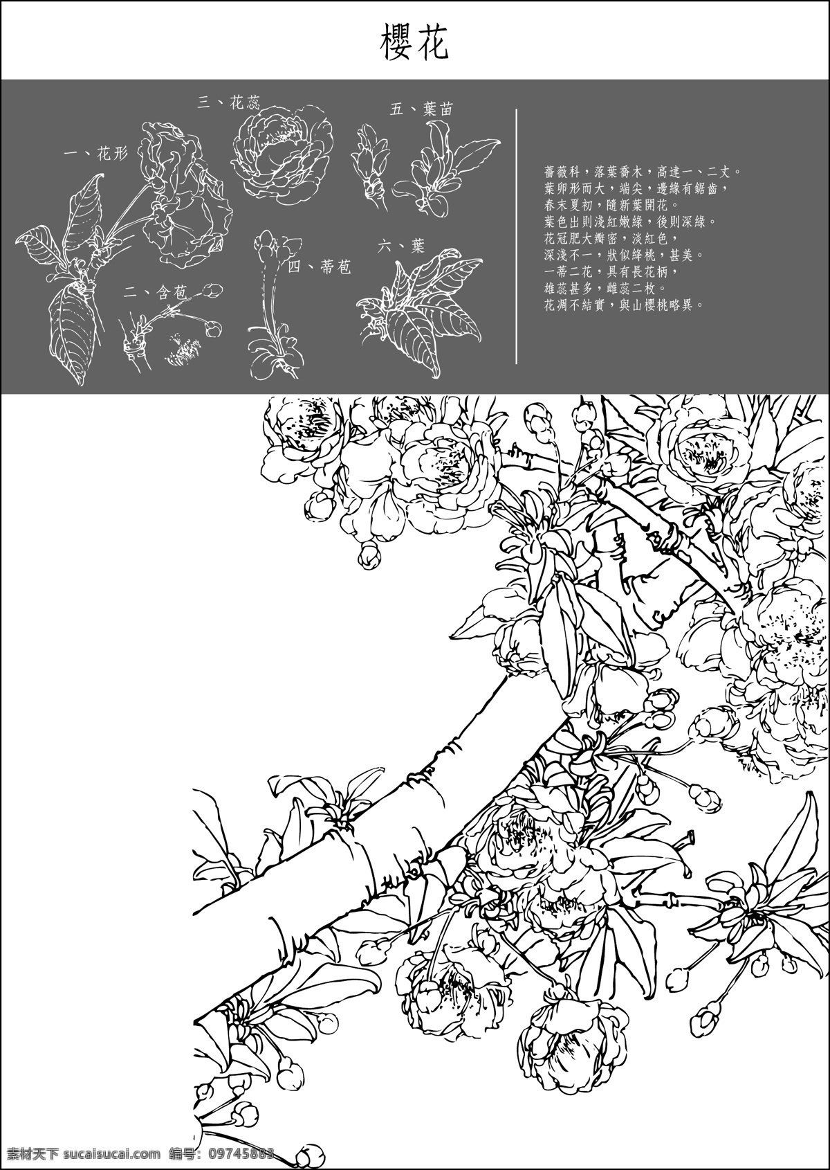 樱花免费下载 花卉 树木 树叶 樱花 樱花树 樱花介绍 樱花草 矢量图 其他矢量图