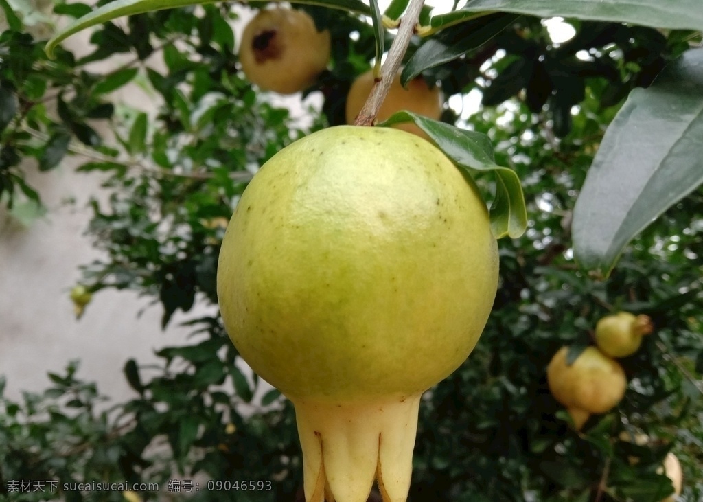 白石榴 石榴 石榴树 果实 果子 植物 自然景观 田园风光