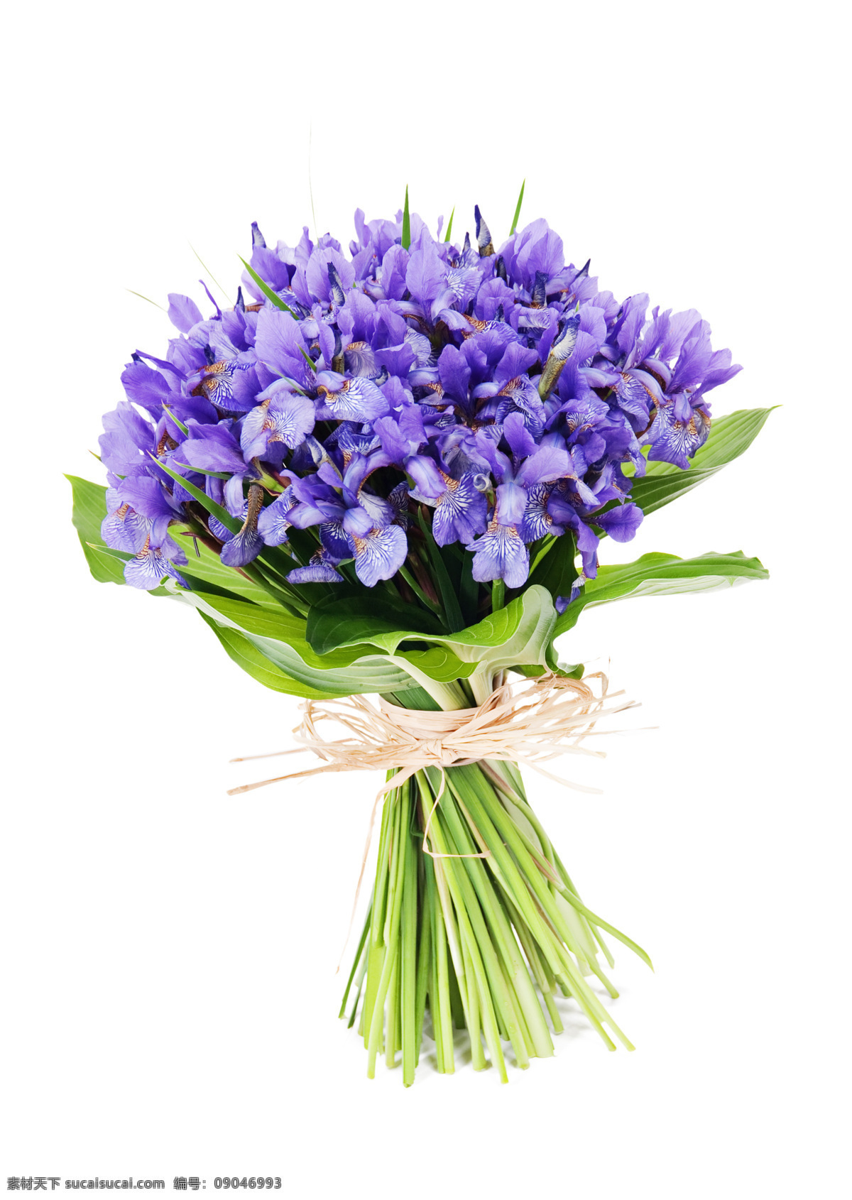 蓝色 鲜花 花束 植物 花朵 花卉 花草树木 蓝色鲜花花束 生物世界