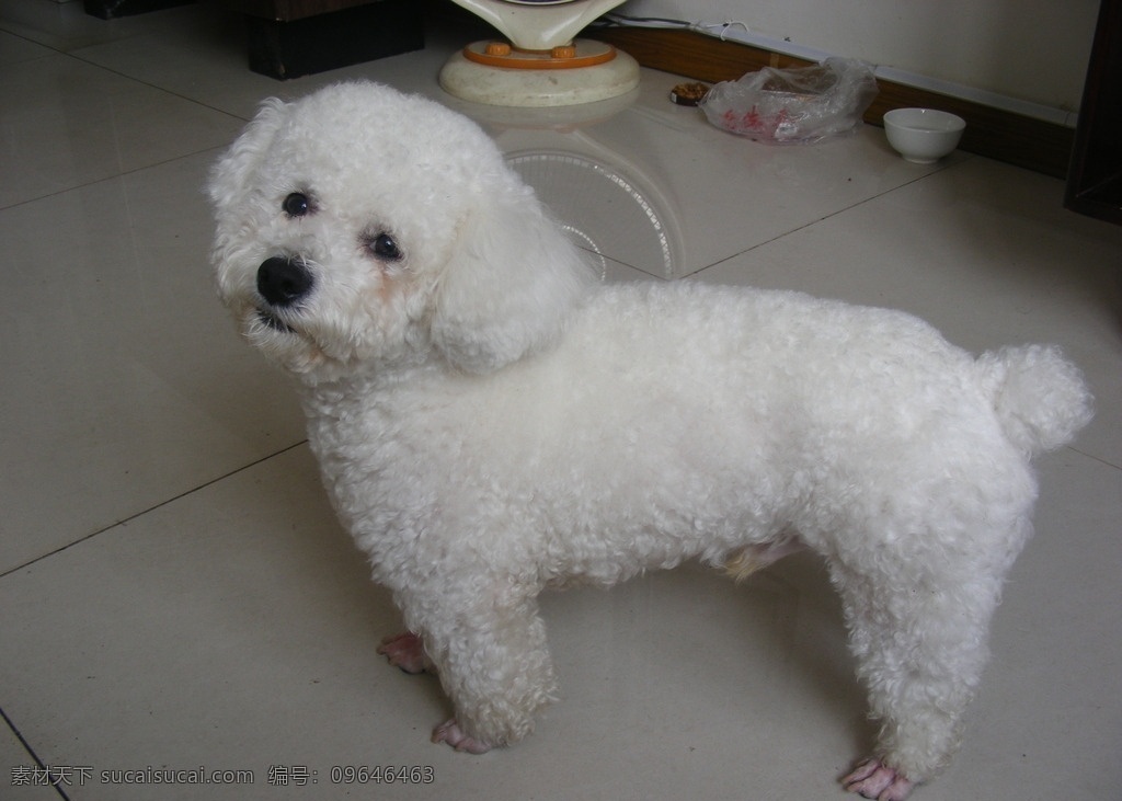 狗狗摄影图片 可爱小狗 泰迪狗狗 比熊狗狗 小犬 动物摄影图片 家禽家畜 生物世界