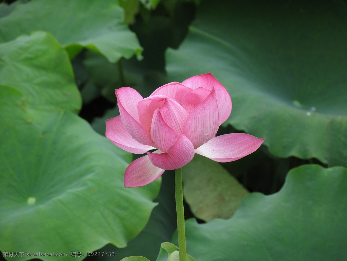 荷花 荷叶 出水芙蓉 荷塘 花瓣 花朵 花卉 花蕊 开放 莲花 盛开 鲜花 莲藕 摄影图 生物世界 其他生物