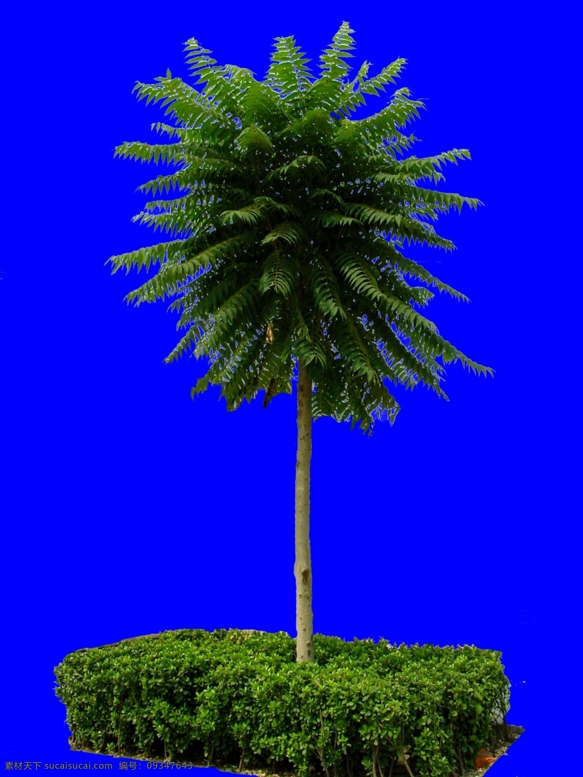 植物 ps 园林植物 景观植物 ps材料 配景素材 园林 建筑装饰 设计素材
