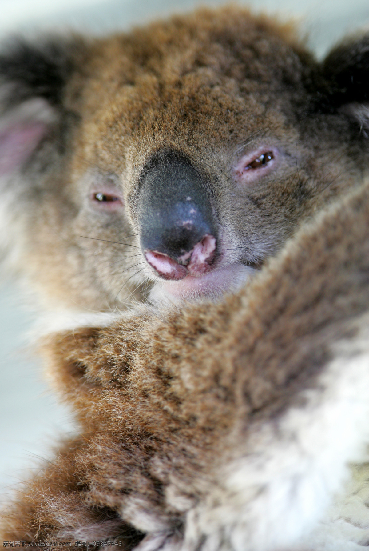 考拉特写 考拉 野生 珍贵 保护 动物 小熊 树懒 澳大利亚动物 野生动物 生物世界