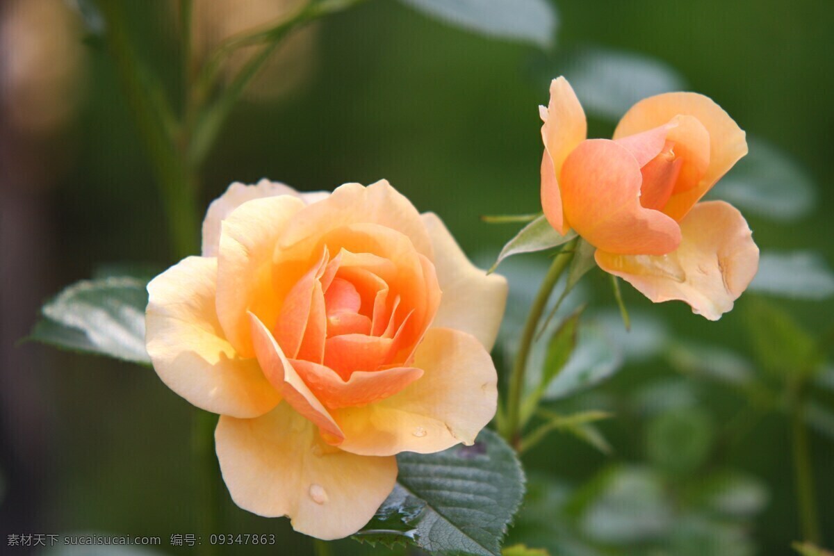 玫瑰花 玫瑰 黄色花 玫瑰花图片 玫瑰花素材 玫瑰花模板 植物 花卉 黄玫瑰 花草树木 生物世界 花草