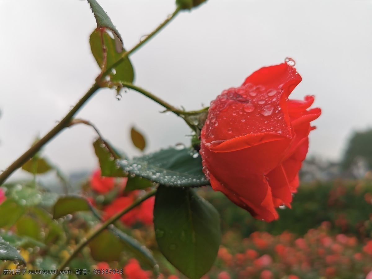 红玫瑰花 玫瑰花 粉色玫瑰 红玫瑰 玫瑰 黄玫瑰 玫瑰谷 成都市玫瑰谷 达州旅游 巴山军哥 花 带刺的花 生物世界 花草