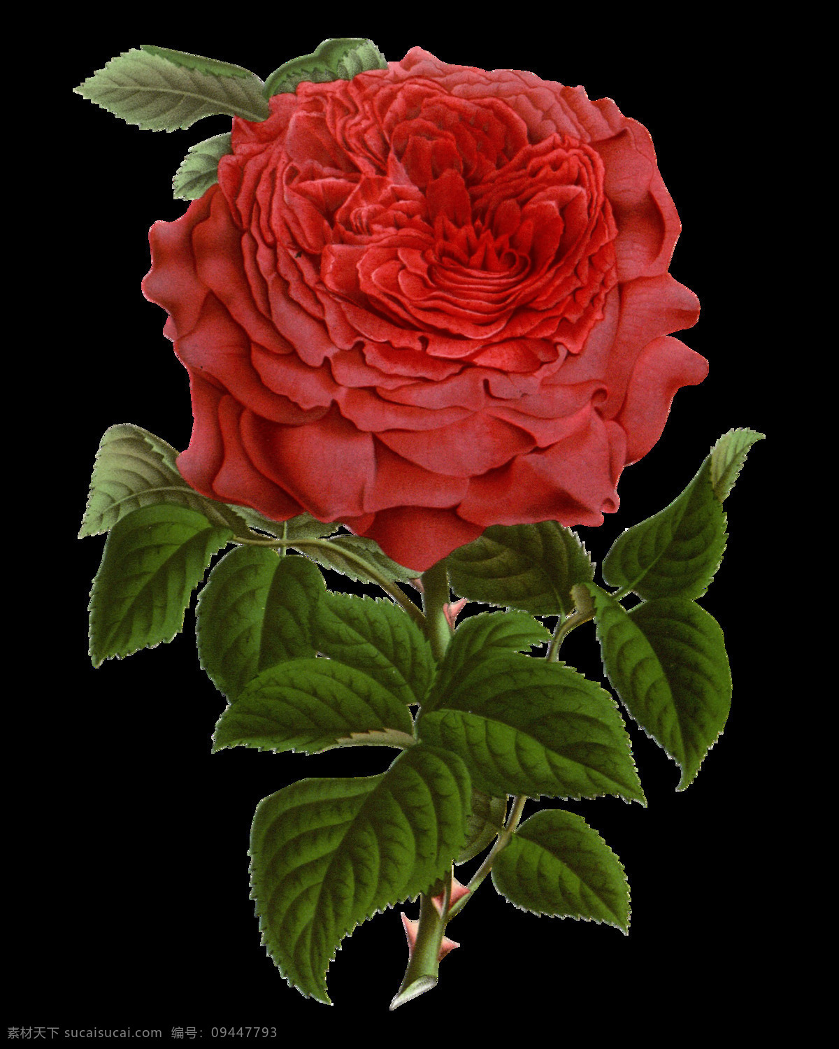 时尚 红色 花朵 装饰 元素 含苞待放 梦幻花朵 手绘花朵素材 鲜花花朵 鲜花花蕾 鲜花素材花卉