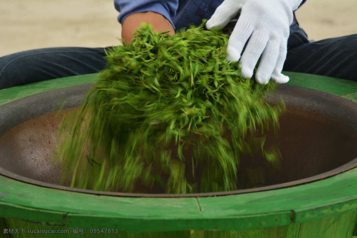 手工制茶 茶叶 手工 制茶 杀青 原生态 生活百科 生活素材