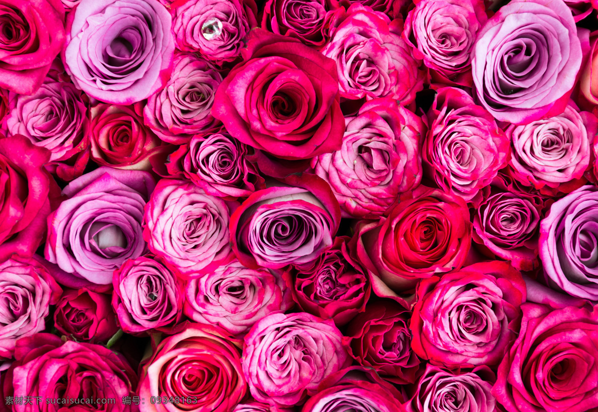 漂亮 紫色 玫瑰花 情人节 植物花朵 美丽鲜花 漂亮花朵 花卉 鲜花摄影 花草树木 生物世界 红色