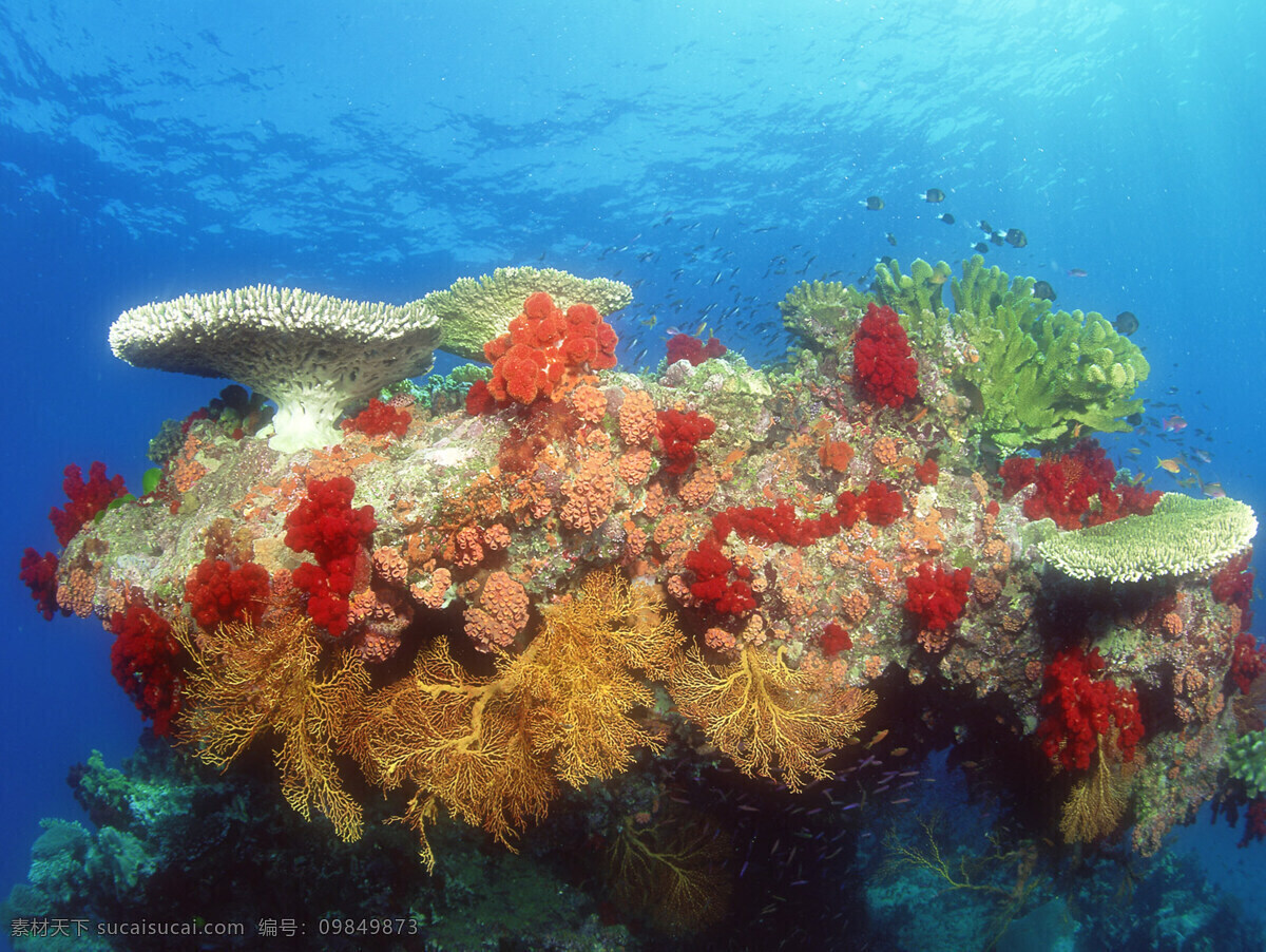 海洋生物 海底世界 海洋 礁石 生物世界 鱼 鱼类 珊蝴礁石 珊蝴 海底景色