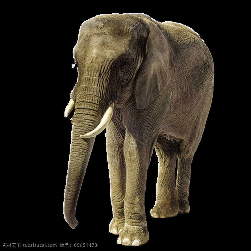古董 化石 大象 元素 古代 象牙 生物 免抠