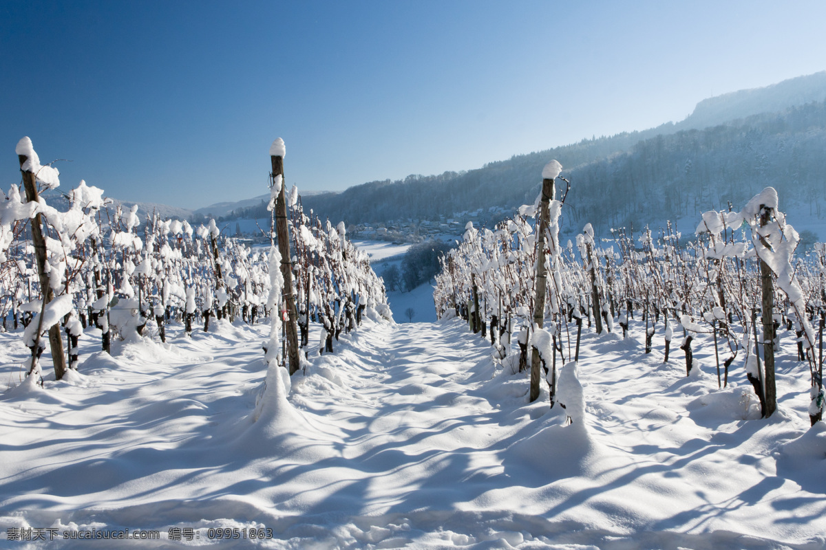 冬季的葡萄园 风景 美丽风景 冬天 雪 农村 葡萄园 自然景观