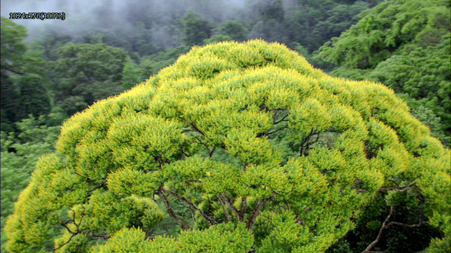 大树 密林 风光 高清 视频