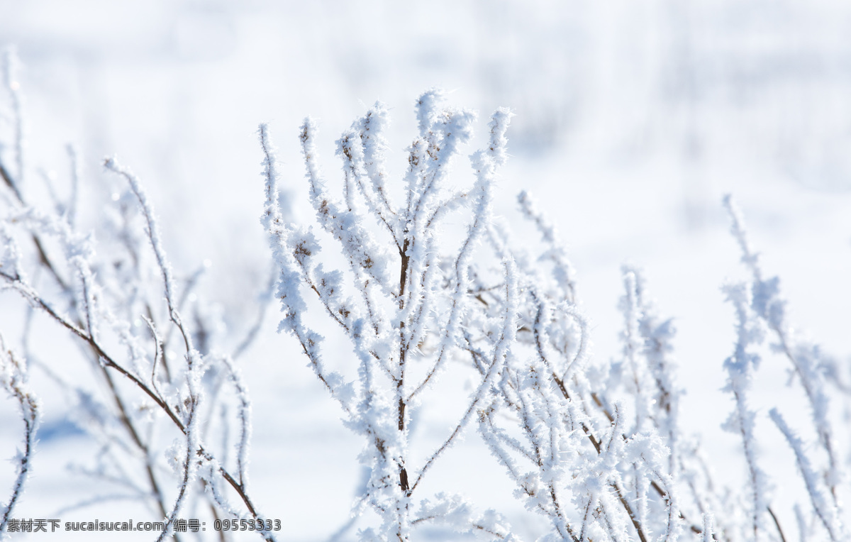 雾凇图片 雾凇 雾凇岛 树挂 吉林 冰柱 自然景观 树 冰天雪地 雪景 唯美 下雪 雪花 雪 霜降 霜 白雾 大寒 小寒 冬天 冬景 旅游摄影 国内旅游