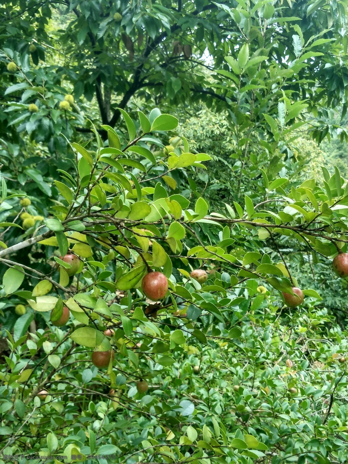 茶果 茶果树 茶果山 茶果叶 茶果林 茶果果 生物世界 水果