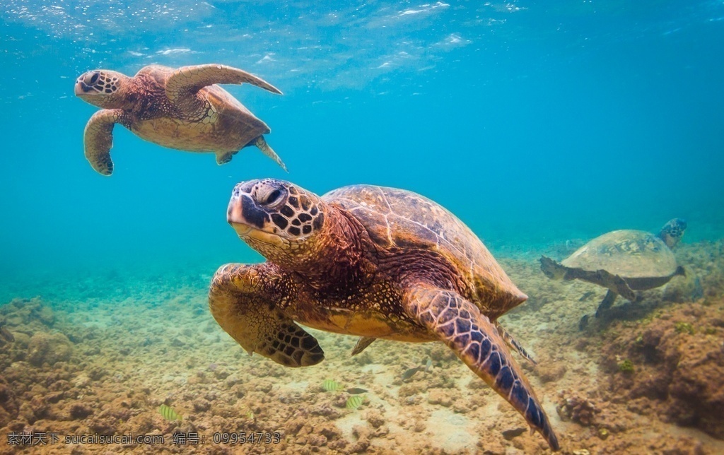 大海龟 大海 海龟 海洋动物 海洋 生物 海洋生物 生物世界