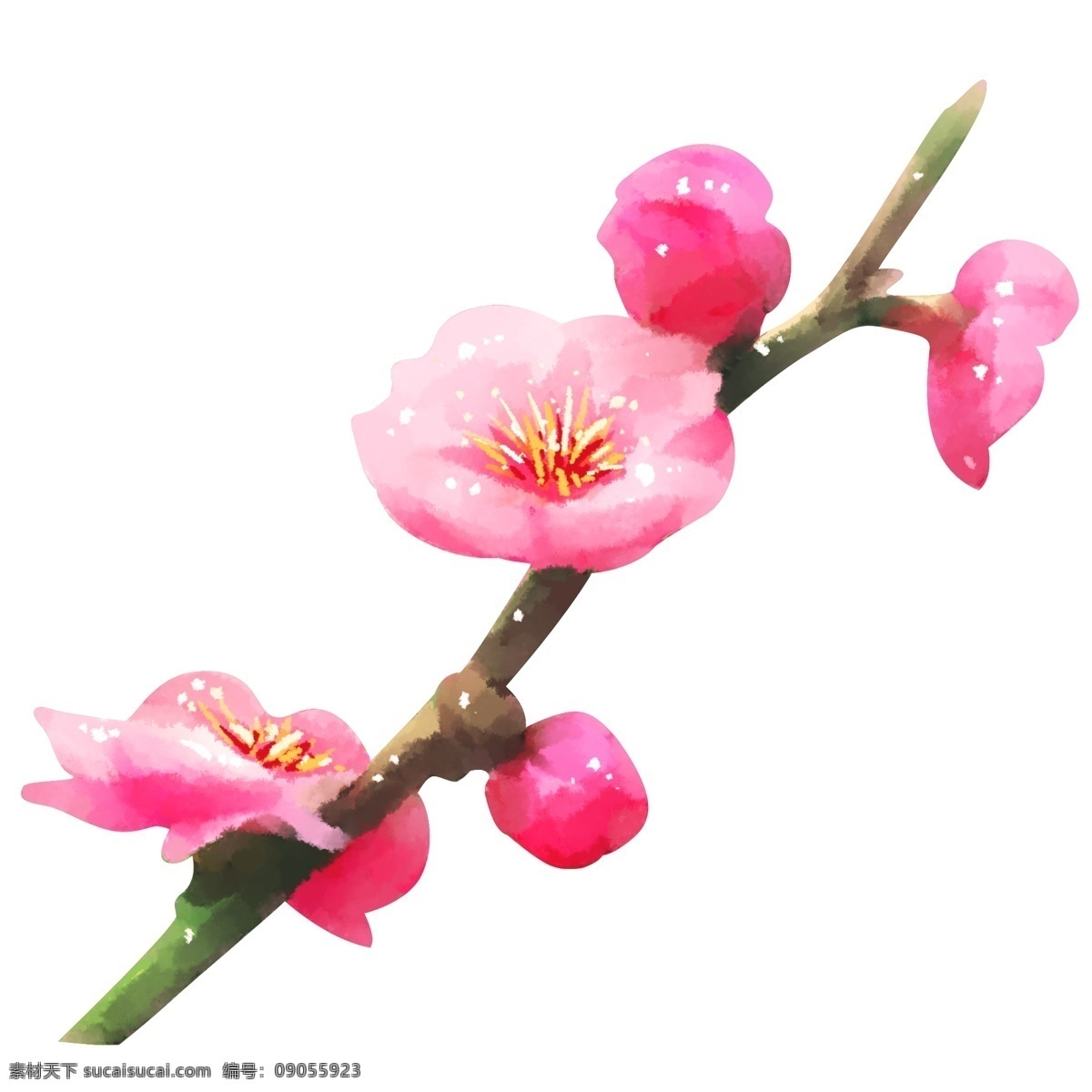 梅花 浪漫 水彩 元素 商用 冬季 粉梅花