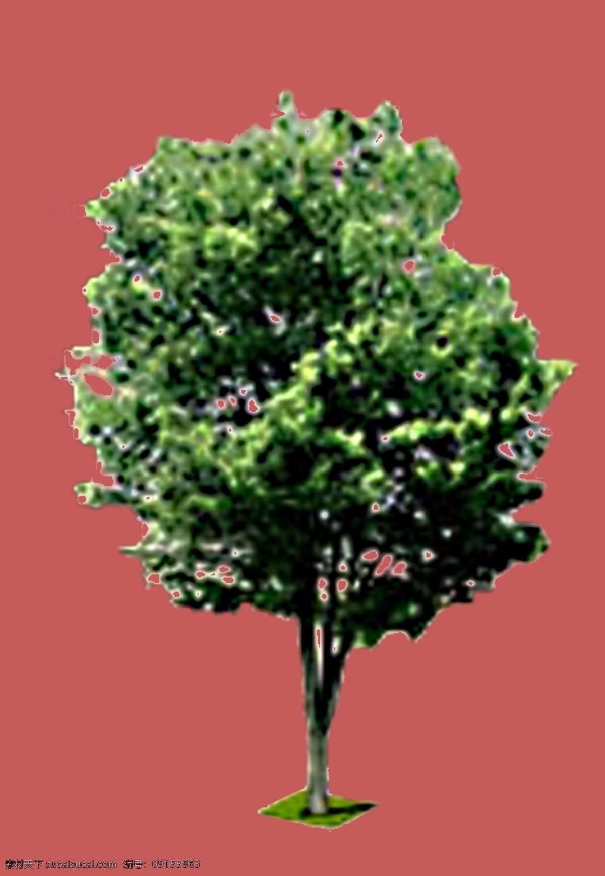大树 环境设计 景观设计 源文件库 大树素材下载 大树模板下载 绿化专用 装饰素材 园林景观设计