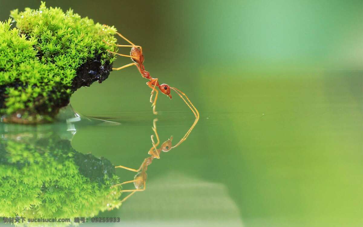 蚂蚁 昆虫 蚁 兵蚁 ant 生物世界