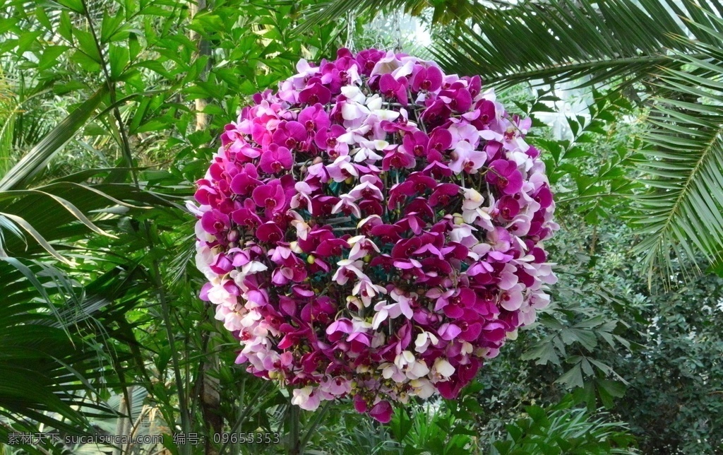 兰花风景 温室风景 花坛 蝶兰 兰花 洋兰 热带兰 洋兰王后 花卉 花朵 花瓣 花心 花儿 绿化景观 蝴蝶兰兰花 生物世界 花草