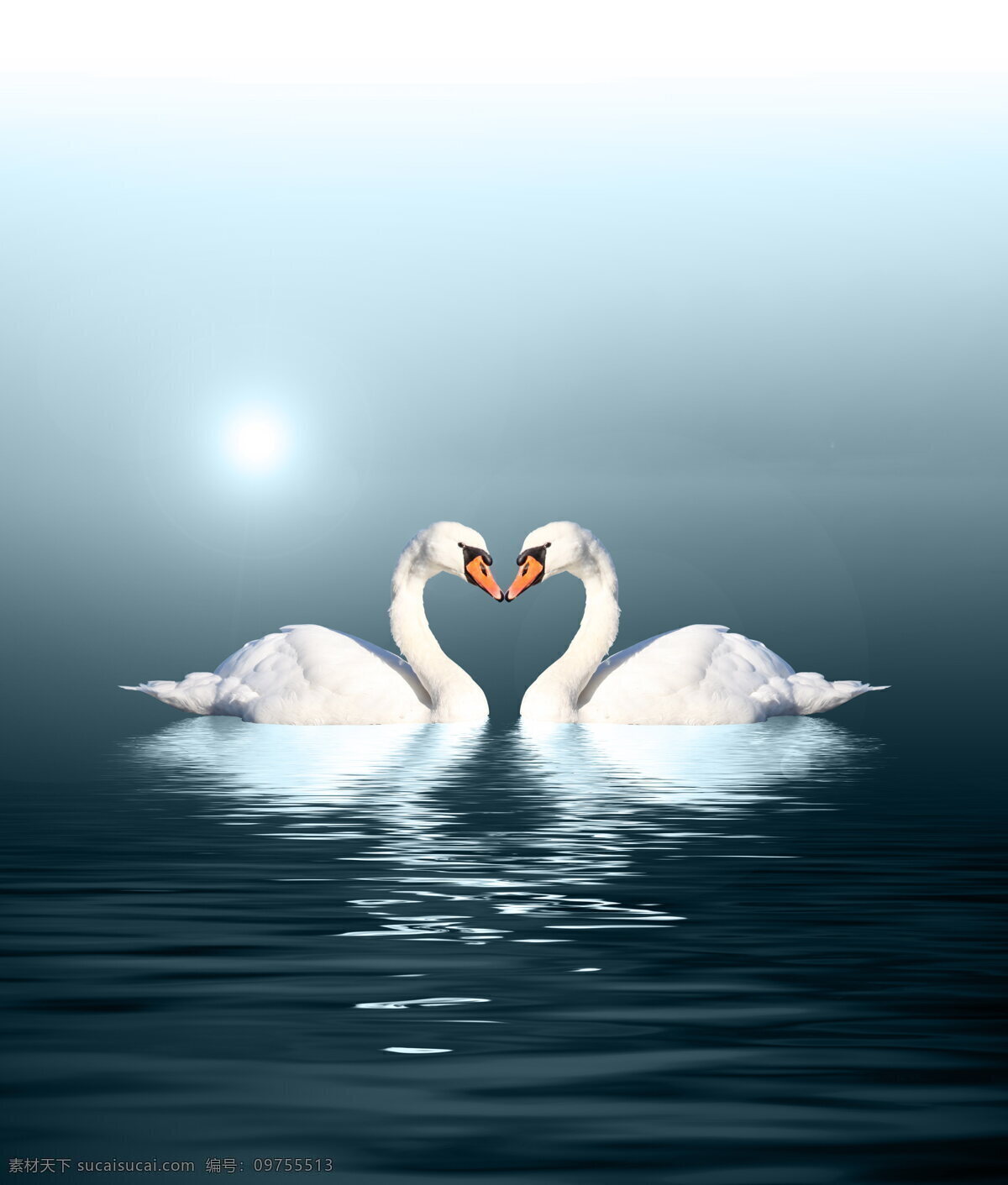 天鹅湖 唯美天鹅 爱情 唯美 天鹅 湖泊 白天鹅 蓝色湖泊 湖水 唯美爱情 情人 情人节 生物世界 鸟类