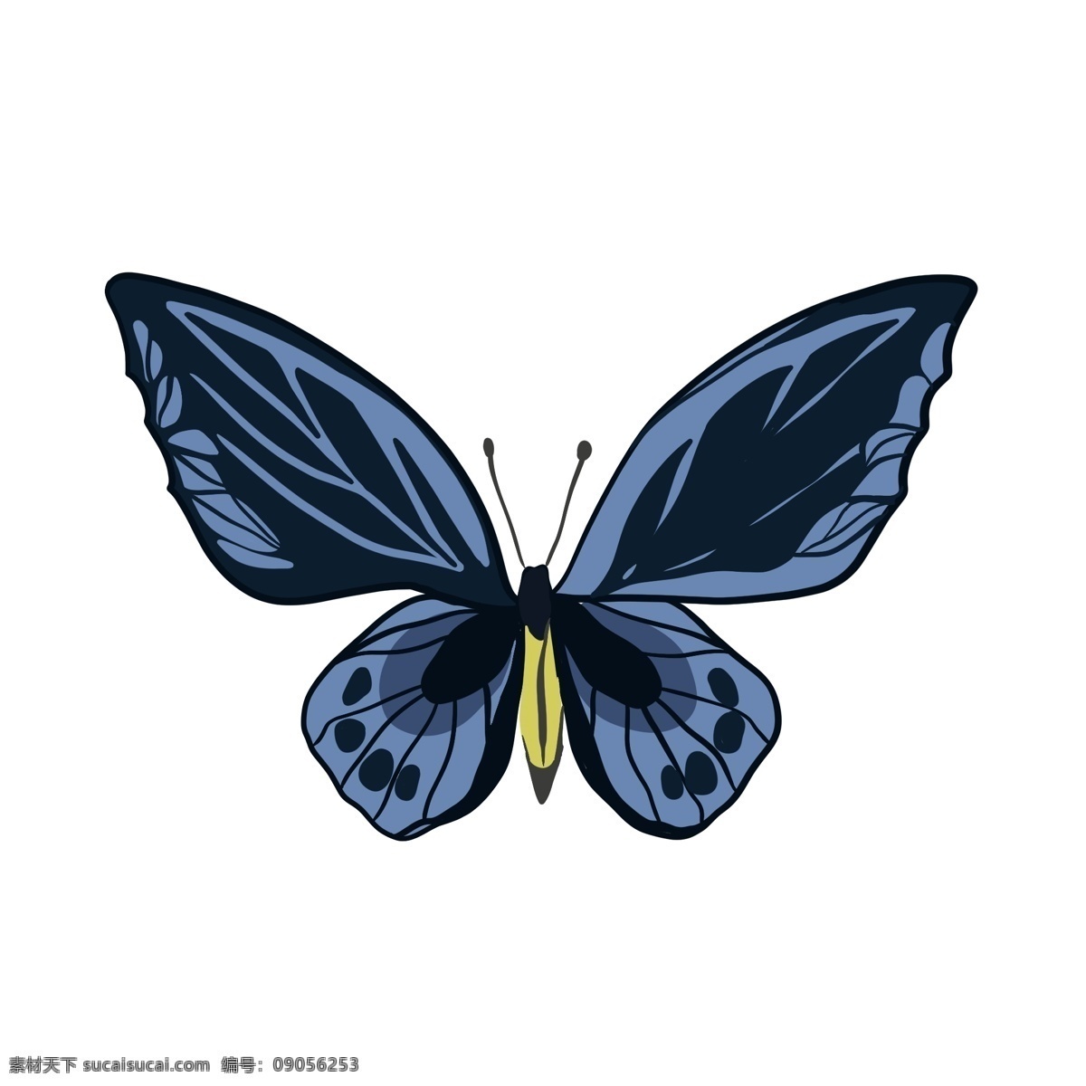 蓝黑色 蝴蝶 手绘 飞蛾 动物 昆虫 装饰 翅膀 黑色 蓝色 纹理 触角 飞翔 飞行 小蝴蝶 可爱 形象