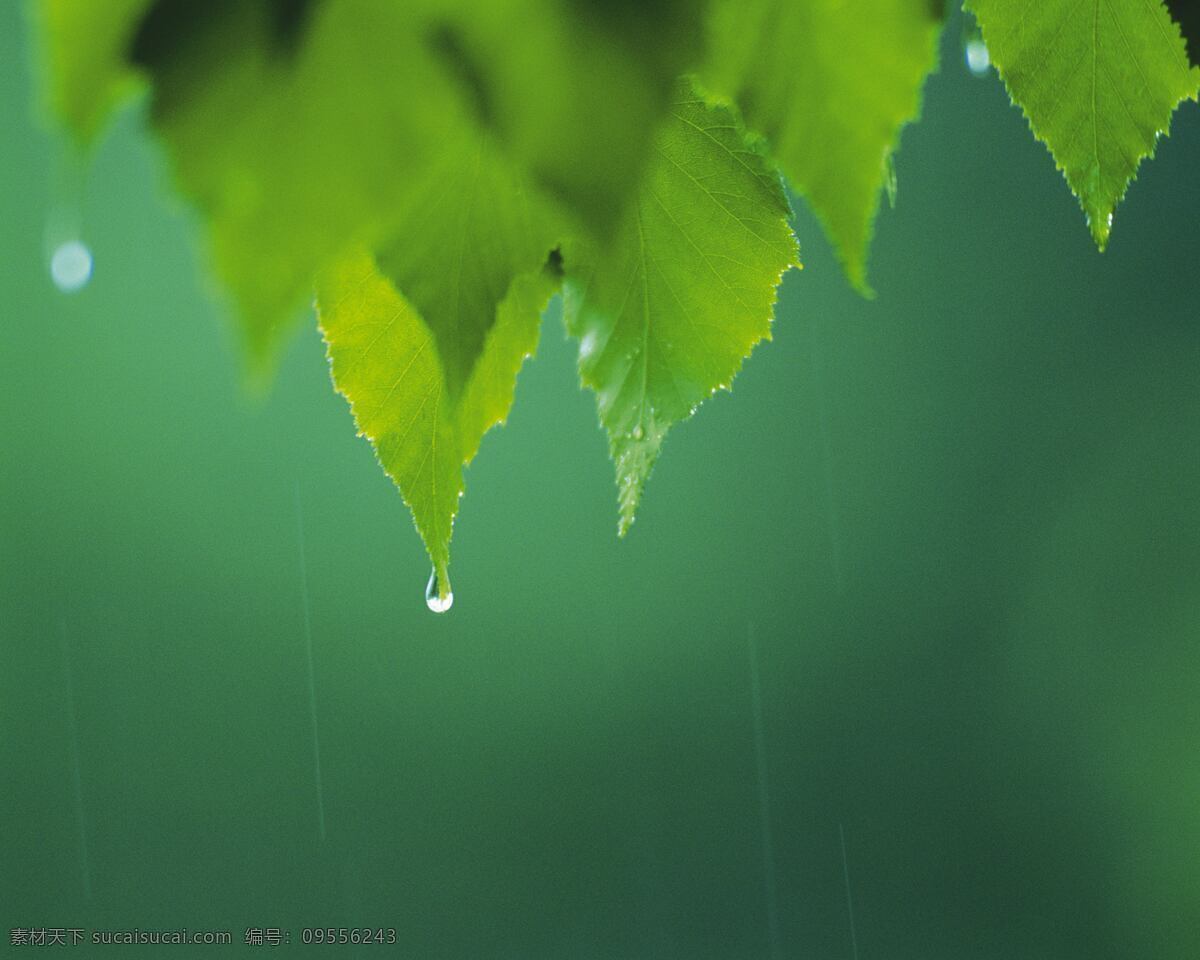 绿叶免费下载 春天 绿色植物 绿叶 嫩绿 生物世界 树木树叶 树叶 水滴 水珠 psd源文件