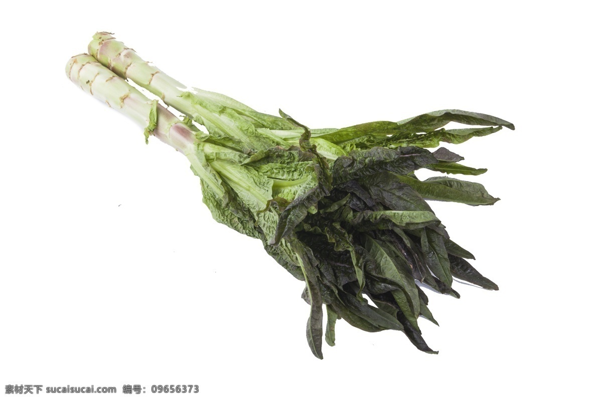 富含 多种 维生素 莴苣 纯绿色 叶菜 食物 凉拌 炒着 莴笋 有营养 健康 含维生素 火锅 营养丰富 美味健康