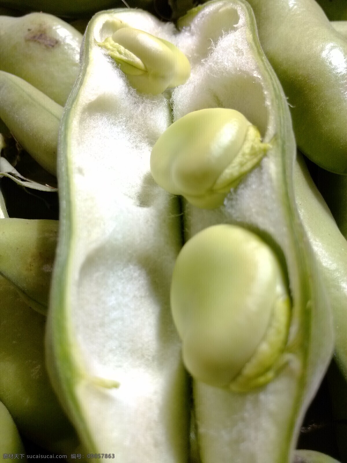 蚕豆 新鲜蚕豆 豆 剥皮蚕豆 蚕豆粒 蔬菜 生物世界