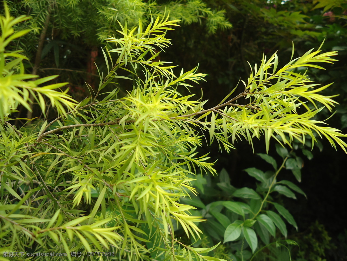 竹叶 生物世界 树木树叶 竹 竹子 细竹叶 细叶 矢量图 日常生活