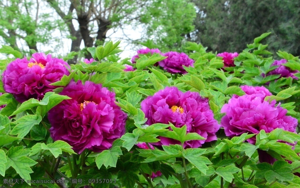 牡丹花 牡丹 花卉 花儿 花草 植物 园林绿化 绿化景观 花朵 花蕊 牡丹园 园艺 富贵牡丹 芍药牡丹 生物世界