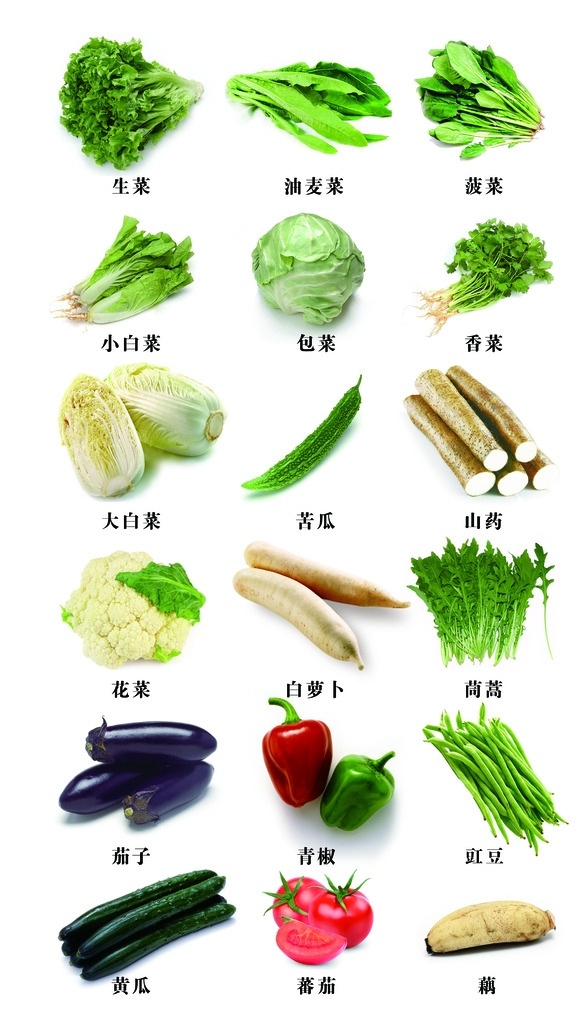 蔬菜 模板 白菜 茄子 黄瓜 西红柿