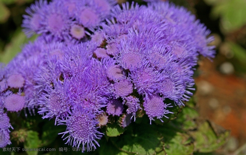 鲜花 霍香蓟 鲜艳 花朵 花儿 野花 艳丽 紫色 洋红 粉红 白色 花瓣 花蕊 绿色植物 含苞待放 花开富贵 高清大图 高清花朵 花草 生物世界