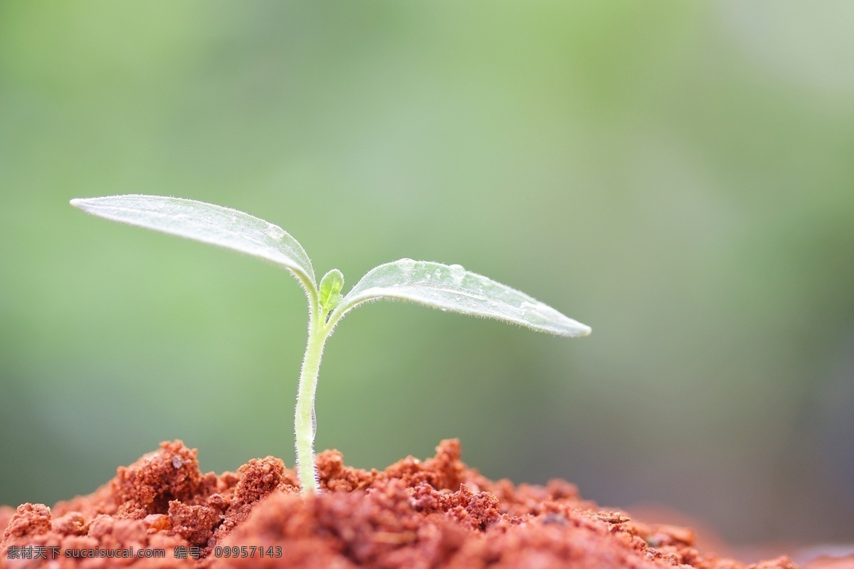 土壤里的新芽 土壤 泥土 新芽 绿芽 植物生长 新芽摄影 幼苗 其他生物 生物世界 灰色