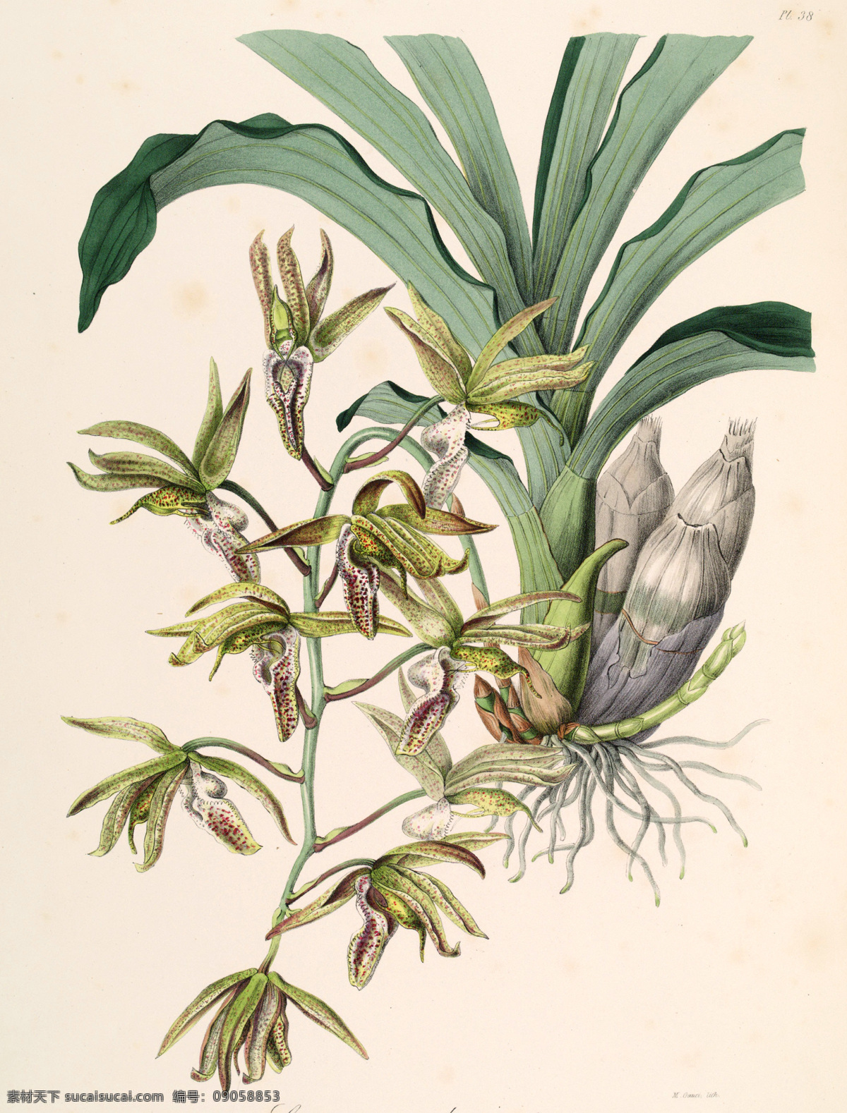 手绘花朵 手绘兰花 兰花插画 植物 自然 生物 手绘花鸟 植物果实插画 兰花 插图 彩色兰花图 唯美鲜花 漂亮 鲜花 装饰画 欧式 花卉 传统艺术 艺术 花朵 花鸟画 手绘花鸟画 中国画 古典复古 写意画 电脑画 风景画 植物果实 插画 生物世界 花草