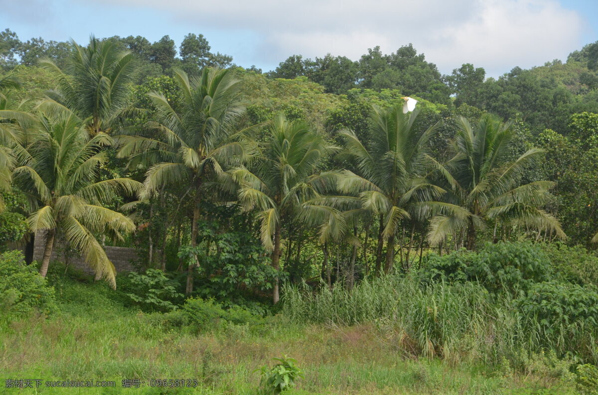 椰子树 椰子林 草地 草丛 树木 海南风光 自然景观 自然风景 绿色
