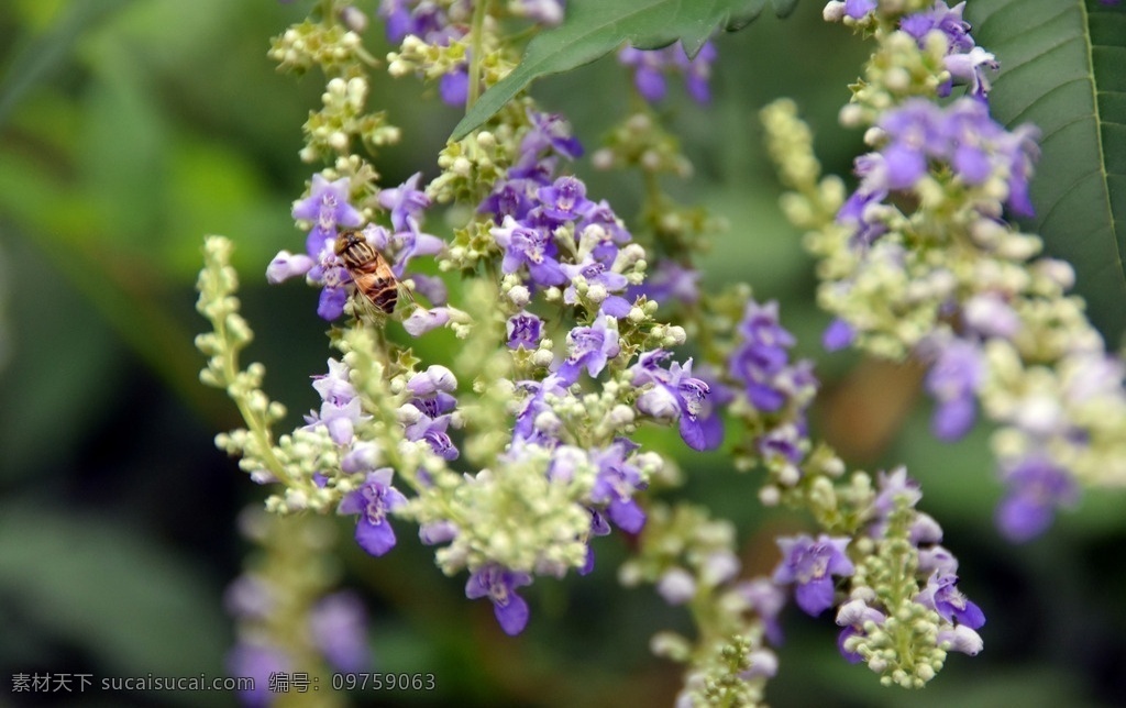 花卉 夏花 照片 牡荆 开花 植物 花草 高清 旅游 公园 花朵 浅紫色花 园林 荆条 五指柑 黄荆柴 黄金子 小荆 生物世界